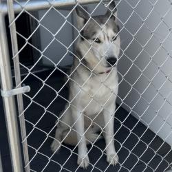 Shelter Stray Male Dog last seen , 300 N Main St, Fountain Inn, SC 29644, USA