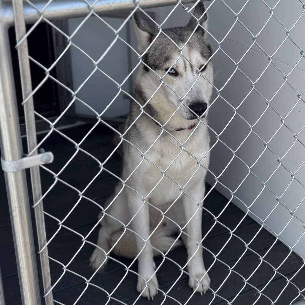 Shelter Stray Male Dog last seen , 300 N Main St, Fountain Inn, SC 29644, USA