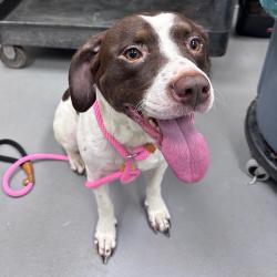 Shelter Stray Female Dog last seen , 4900 Milgen Rd, Columbus, GA 31907, USA