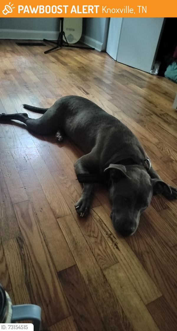 Found/Stray Female Dog last seen Chickamauga Ave and Corum, Knoxville, TN 37917