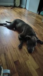 Found/Stray Female Dog last seen Chickamauga Ave and Corum, Knoxville, TN 37917