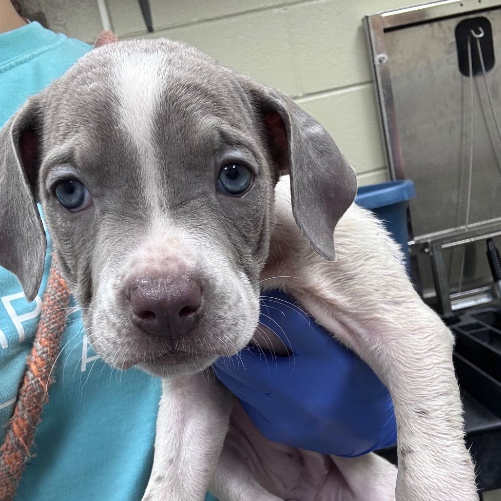 Shelter Stray Female Dog last seen , 4900 Milgen Rd, Columbus, GA 31907, USA