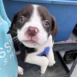 Shelter Stray Female Dog last seen , 4900 Milgen Rd, Columbus, GA 31907, USA