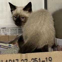 Shelter Stray Unknown Cat last seen , 800 Southwest Dr, Cheyenne, WY 82007, USA