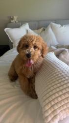 Lost Male Dog last seen Oklahoma City, Oklahoma City, OK 73173