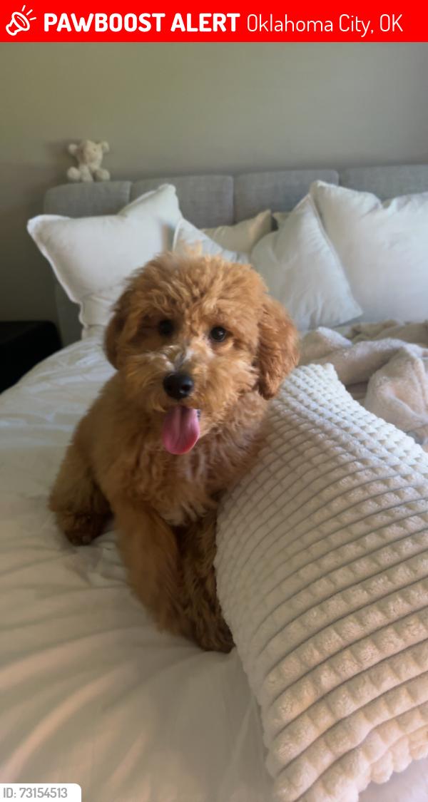 Lost Male Dog last seen Oklahoma City, Oklahoma City, OK 73173