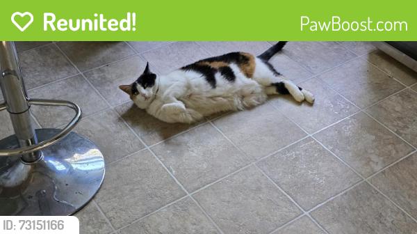 Reunited Female Cat last seen Near W 35th Terrace S, Independence, MO 64055, USA, Independence, MO 64055