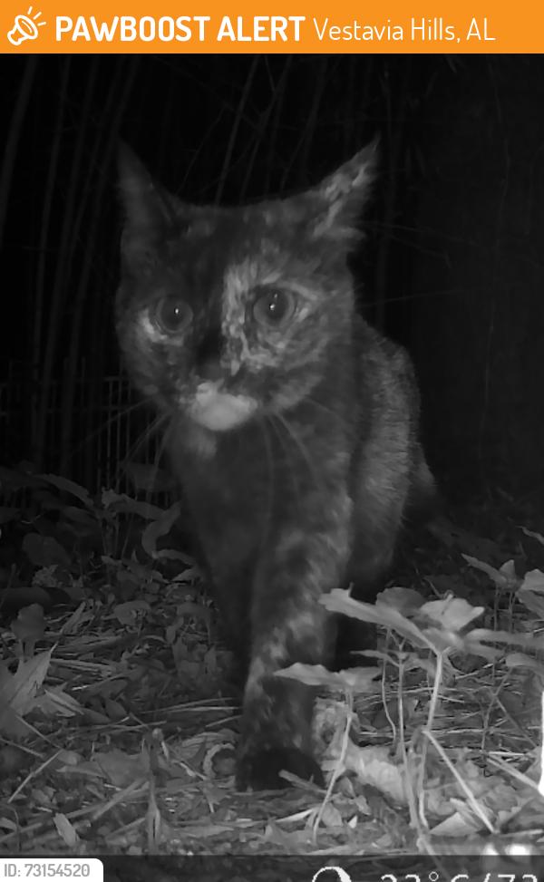 Found/Stray Unknown Cat last seen river run neighborhood near the piggly wiggly on overton, Vestavia Hills, AL 35243