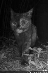 Found/Stray Unknown Cat last seen river run neighborhood near the piggly wiggly on overton, Vestavia Hills, AL 35243
