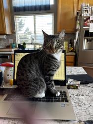 Lost Female Cat last seen Westview circle, territorial st, The Pinery, CO 80134