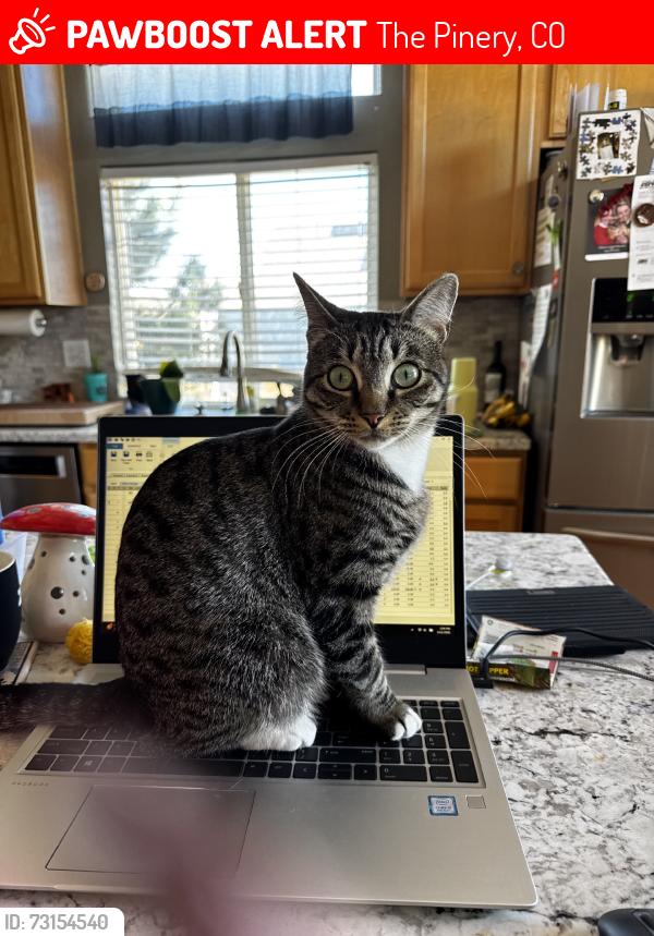 Lost Female Cat last seen Westview circle, territorial st, The Pinery, CO 80134