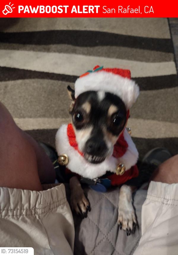 Lost Male Dog last seen Northgate 1 shopping center, San Rafael, CA 94903