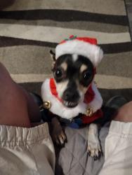 Lost Male Dog last seen Northgate 1 shopping center, San Rafael, CA 94903