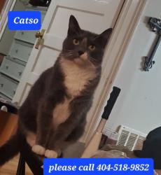 Lost Female Cat last seen Lake Dr and w peachtree st, Norcross, GA 30071