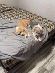Reunited Female Dog last seen Harmon and S sandhill Rd, Las Vegas, NV 89121