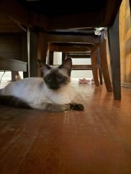 Reunited Female Cat last seen S laxore st & W academy Ave, Anaheim, CA 92804