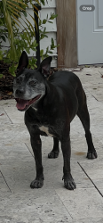 Reunited Male Dog last seen Crescent Lake Drive at 17th Ave N, St. Petersburg, FL 33704