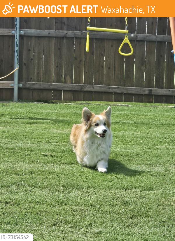Found/Stray Unknown Dog last seen Dove Hollow neighborhood, Waxahachie, TX 75165