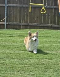 Found/Stray Unknown Dog last seen Dove Hollow neighborhood, Waxahachie, TX 75165