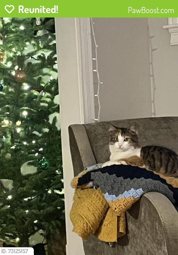 Reunited Female Cat last seen Lower falls rd, Falmouth, ME 04105