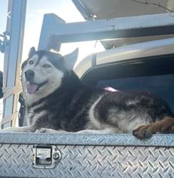Lost Female Dog last seen Drexel, Tucson, AZ 85746