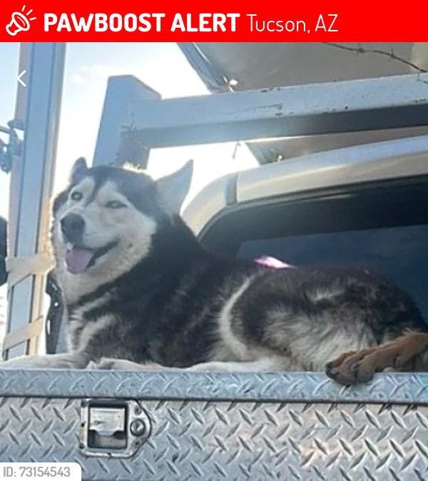 Lost Female Dog last seen Drexel, Tucson, AZ 85746