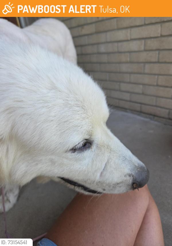 Found/Stray Male Dog last seen Across from Aldersgate Church, Tulsa, OK 74145