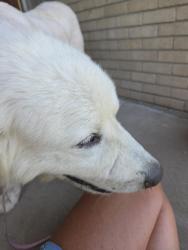 Found/Stray Male Dog last seen Across from Aldersgate Church, Tulsa, OK 74145
