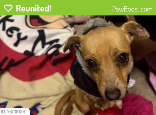 Reunited Male Dog last seen Madera ave a n d Whiteside ave, Kerman, CA 93630