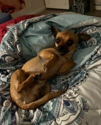 Lost Male Dog last seen Francis, Chino, CA 91710