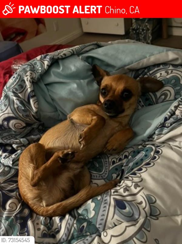 Lost Male Dog last seen Francis, Chino, CA 91710