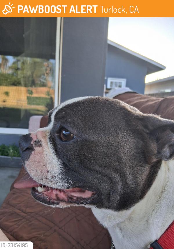 Found/Stray Male Dog last seen Lander, Turlock, CA 95380
