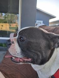 Found/Stray Male Dog last seen Lander, Turlock, CA 95380