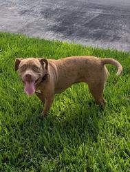 Found/Stray Female Dog last seen Atasca South Dr, Humble, TX 77346