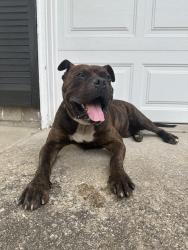 Found/Stray Male Dog last seen Sand run metro parks, Akron, OH 44313