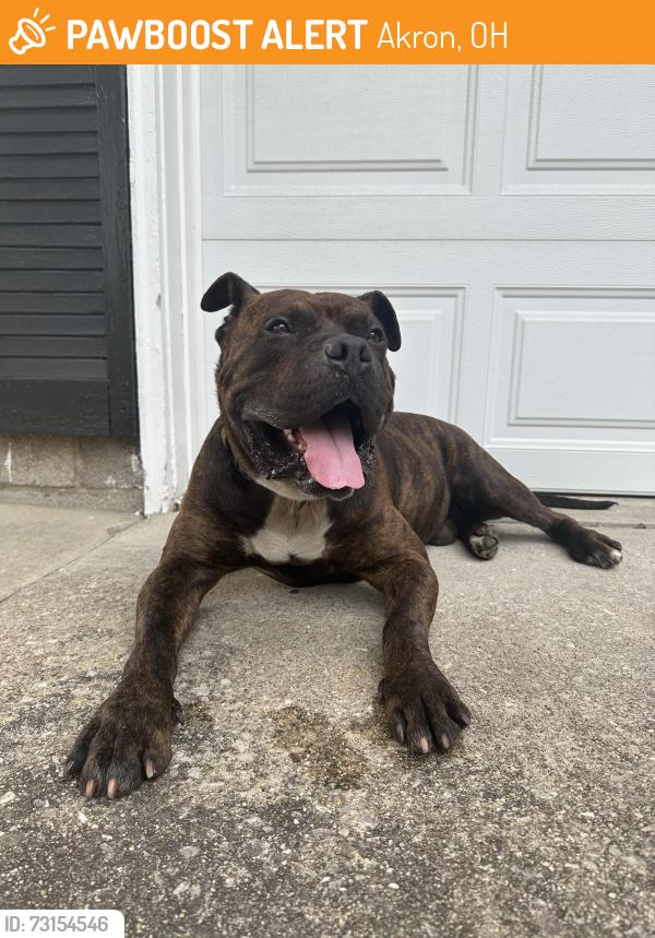 Found/Stray Male Dog last seen Sand run metro parks, Akron, OH 44313