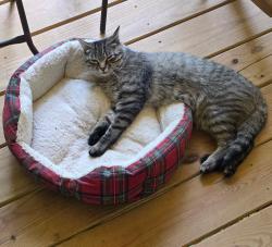 Lost Male Cat last seen Oleta Rd, Henderson County, NC 28792