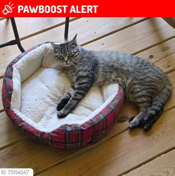 Lost Male Cat last seen Oleta Rd, Henderson County, NC 28792