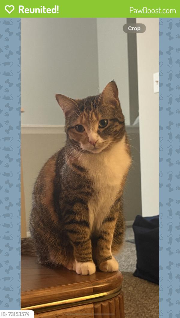 Reunited Female Cat last seen Dequindre and Auburn, Rochester Hills, MI 48307