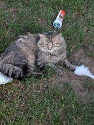 Found/Stray Unknown Cat last seen Maverick Lane Evans CO, Evans, CO 80620
