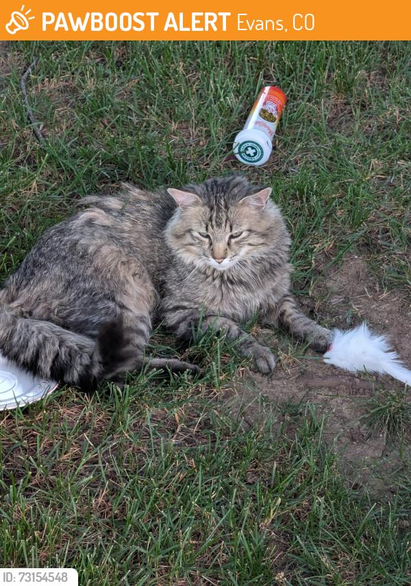 Found/Stray Unknown Cat last seen Maverick Lane Evans CO, Evans, CO 80620