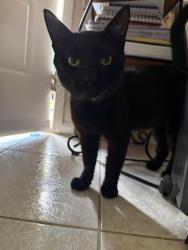Found/Stray Male Cat last seen Near Eldridge Pkwy Houston, TX 77083 United States, Houston, TX 77083