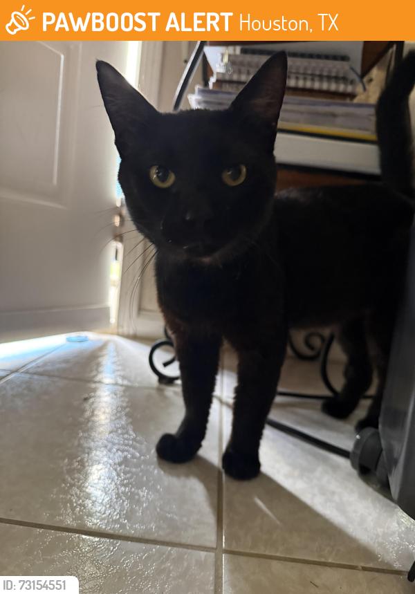 Found/Stray Male Cat last seen Near Eldridge Pkwy Houston, TX 77083 United States, Houston, TX 77083