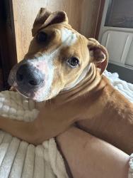 Reunited Female Dog last seen Bradshaw Sunset RV, Springtown, TX 76082