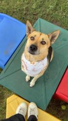 Shelter Stray Female Dog last seen Bexar County, 3353 Morningside Dr, New Braunfels, TX 78132, USA
