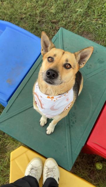 Shelter Stray Female Dog last seen Bexar County, 3353 Morningside Dr, New Braunfels, TX 78132, USA