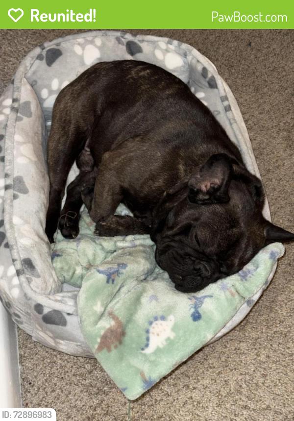 Reunited Male Dog last seen The crossings at Pinebrook on azalea rd, Mobile, AL 36609