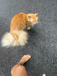 Found/Stray Unknown Cat last seen Dollar Tree store .. Kennedy Blvd, North Bergen, NJ 07047