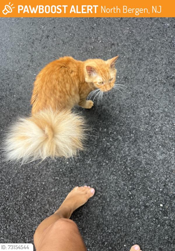 Found/Stray Unknown Cat last seen Dollar Tree store .. Kennedy Blvd, North Bergen, NJ 07047