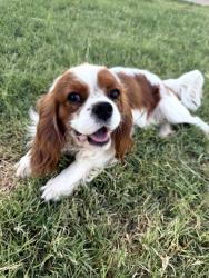Reunited Male Dog last seen Near E. Chestnut Queen Creek, AZ, Queen Creek, AZ 85142